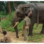 Reckless Wildlife Tourism and Failures in Captive Elephant Management