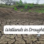 Wetland conservation – Sustainability of agriculture, environment and ecosystems