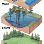 Biodiversity Bridges between Terrestrial and Aquatic Ecosystems: These Wetlands