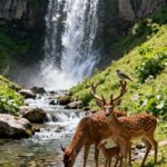 జీవవైవిధ్యం–వన్యప్రాణి సంరక్షణ–మానవ బాధ్యత