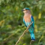 *Life of the Indian Roller — A Threat to the Culture of Dussehra Festival*